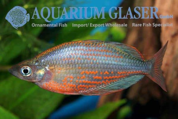Glossolepis dorityi
