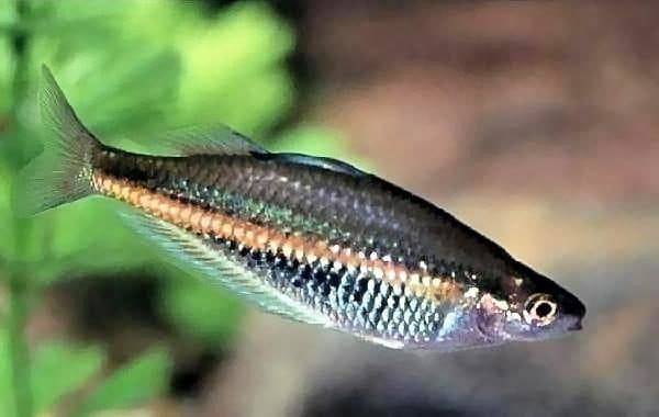 Glossolepis ramuensis