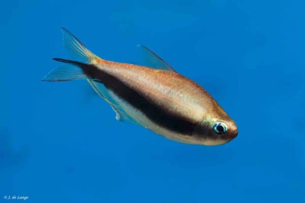 Nematobrycon palmeri - Keizertetra