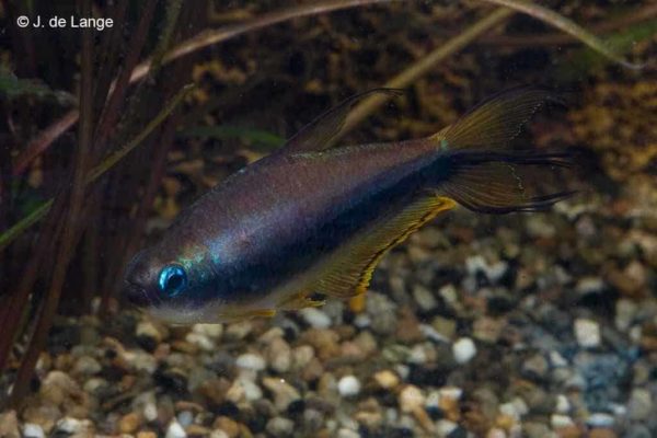 Nematobrycon palmeri - Keizertetra
