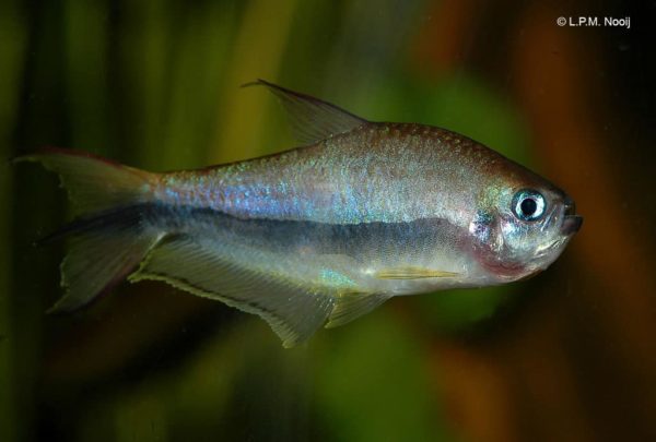 Nematobrycon palmeri - Keizertetra