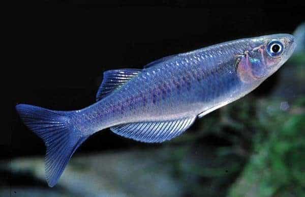 Chilatherina bulolo