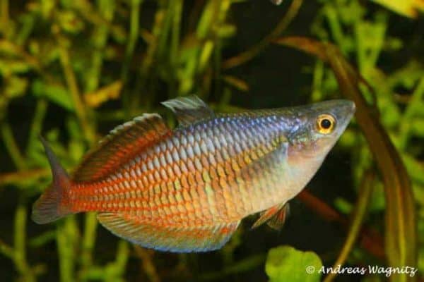 Melanotaenia ajamaruensis - man