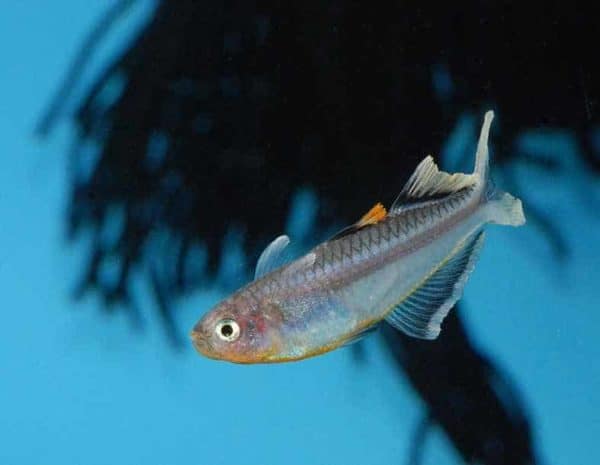 Pseudomugil connieae