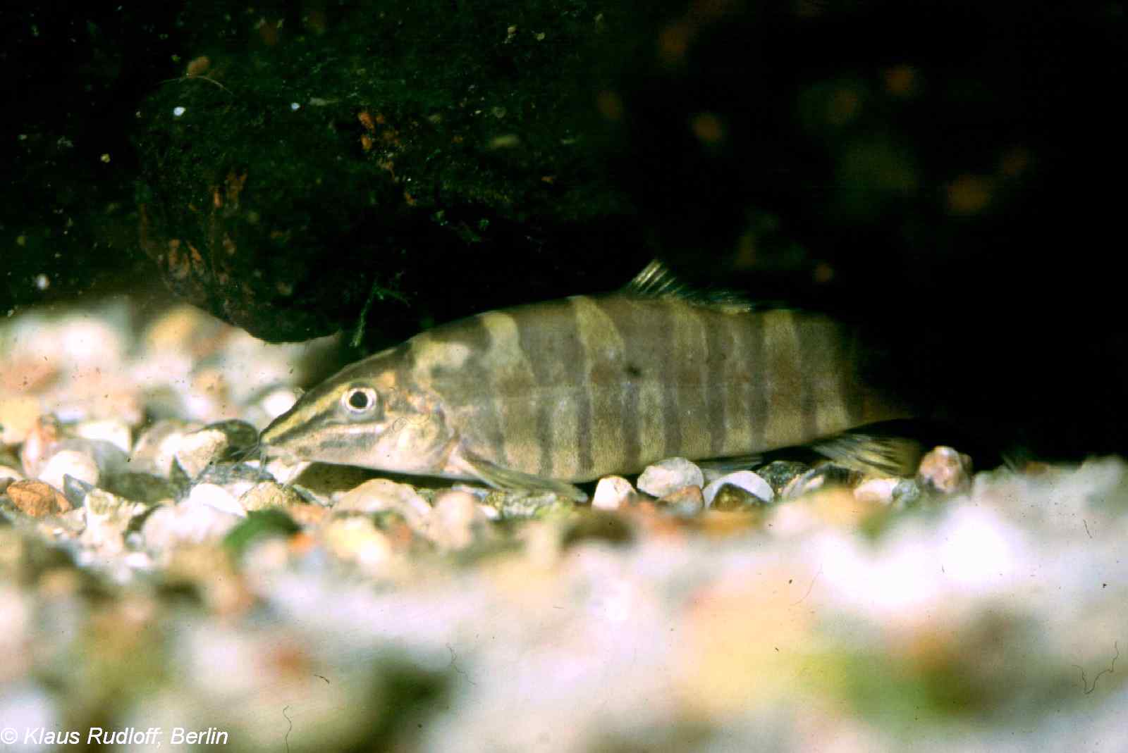 Sinibotia robusta
Tierpark Berlin, Duitsland
