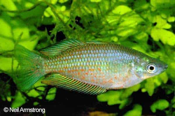 Melanotaenia rubrostriata