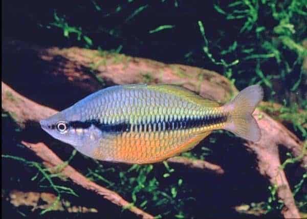 Melanotaenia herbertaxelrodi wildvang