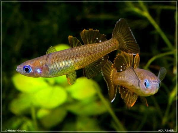 Pseudomugil tenellus