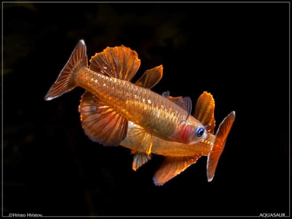 Pseudomugil tenellus