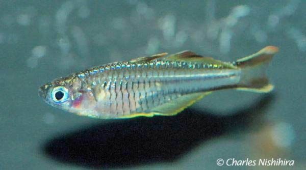 Pseudomugil ivantsoffi - Afbeelding 2