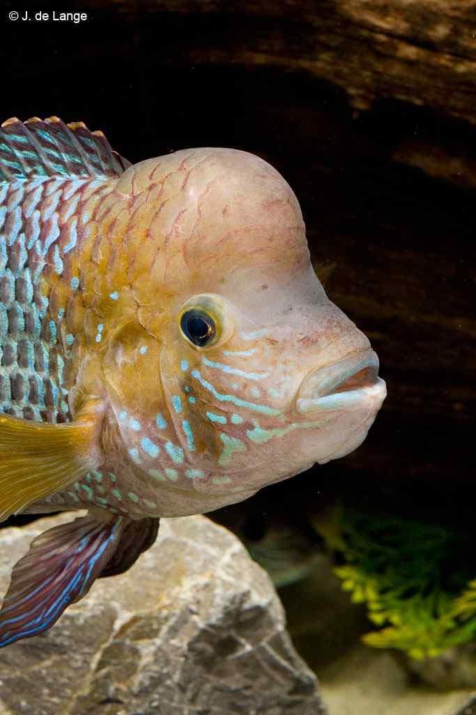 Andinoacara rivulatus "Goldsaum" - Man with forehead hump