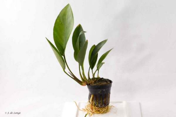 Anubias congensis