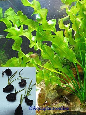 Aponogeton ulvaceus