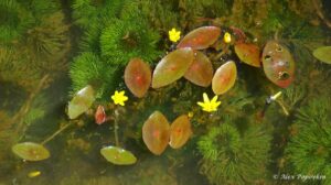 Cabomba aquatica met bloemen