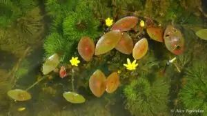 Cabomba aquatica met bloemen