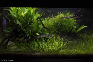 Eleocharis acicularis - Dwarf Hair Grass