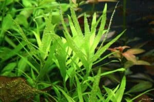 Heteranthera zosterifolia - Sterrekruid