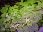 Hydrocotyle leucocephala - Braziliaanse Waterklimop