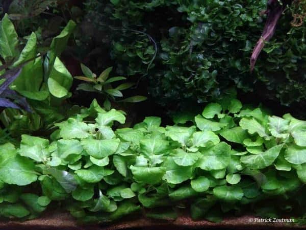Lobelia cardinalis