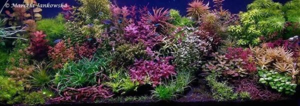 Lobelia cardinalis in een Hollandse plantenbak