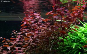 Ludwigia palustris - Super Red in het aquarium
