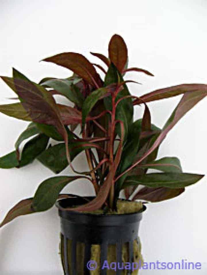 Ludwigia perennis