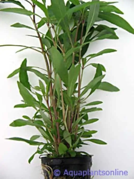 Nomaphila siamensis angustifolia