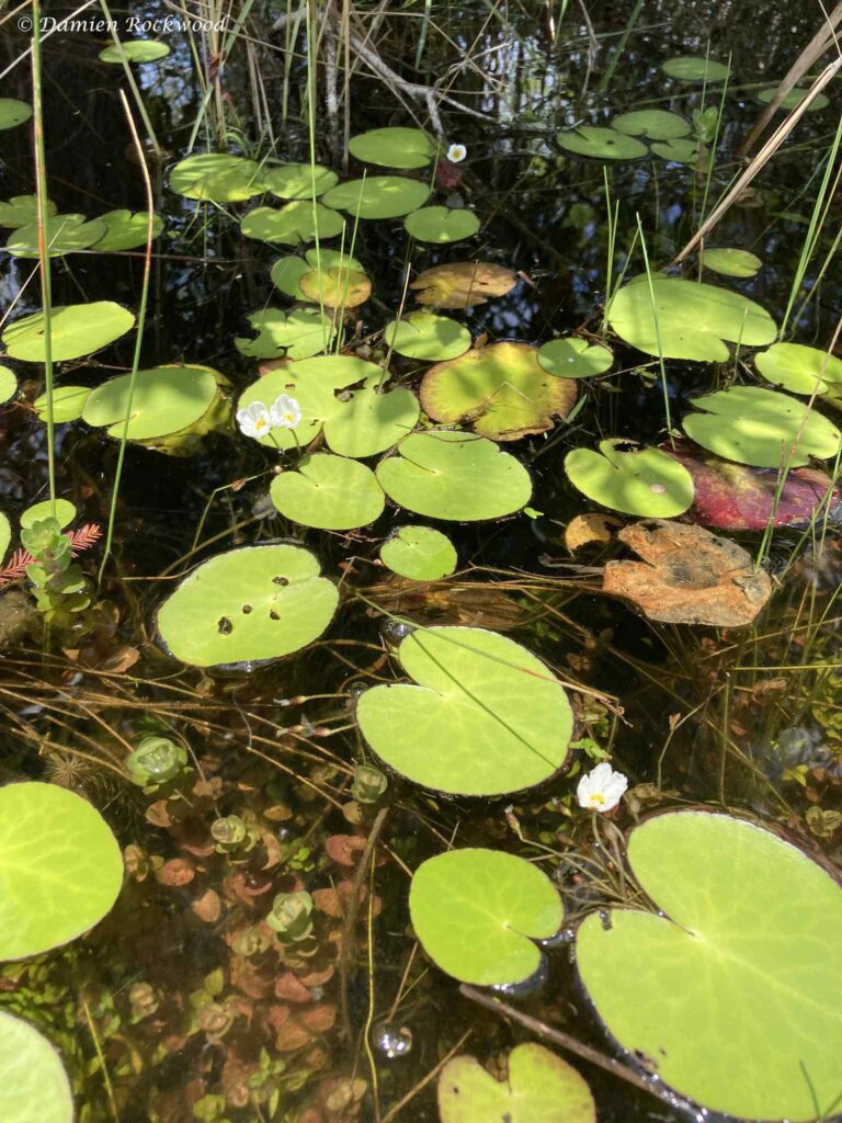 Nymphoides aquatica - Bananenplant
Eastern shoreline of Lake Hodge, Casselberry