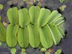 Salvinia natans - Bladeren