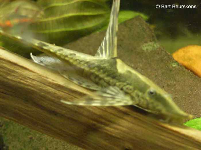 Sturisomatichthys aureus