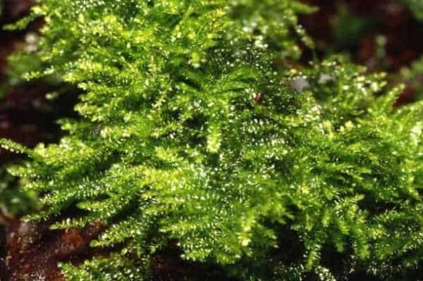 Vesicularia montagnei - Christmas Moss