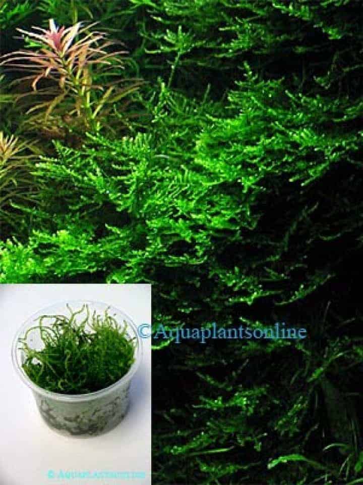 Vesicularia montagnei - Christmas Moss