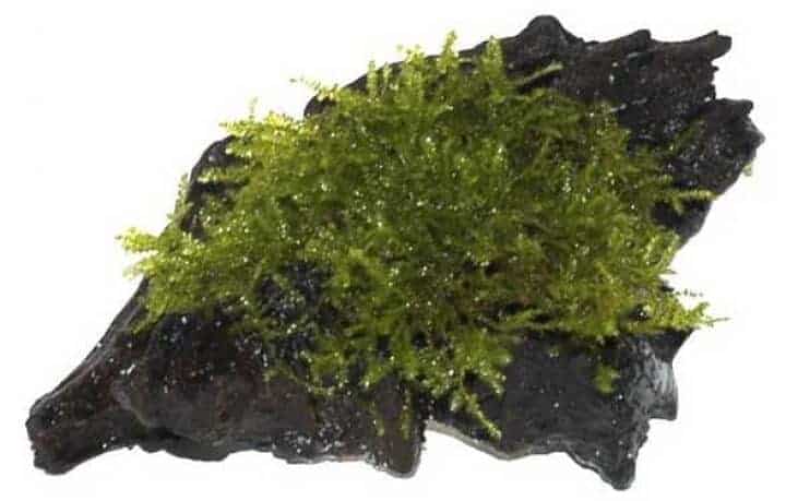Vesicularia montagnei - Christmas Moss op hout