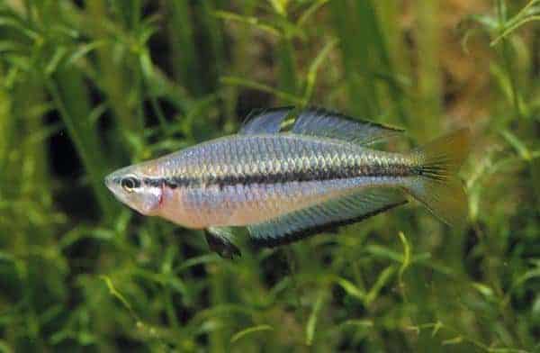 Melanotaenia nigrans