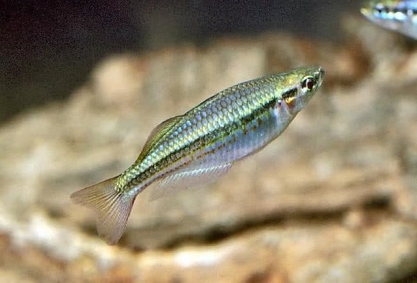 Melanotaenia nigrans - Afbeelding 4