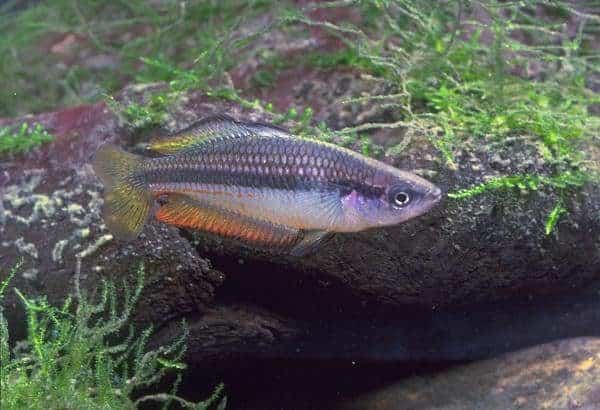 Melanotaenia nigrans