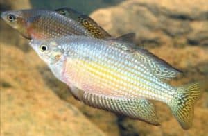 Melanotaenia splendida tatei Finke River