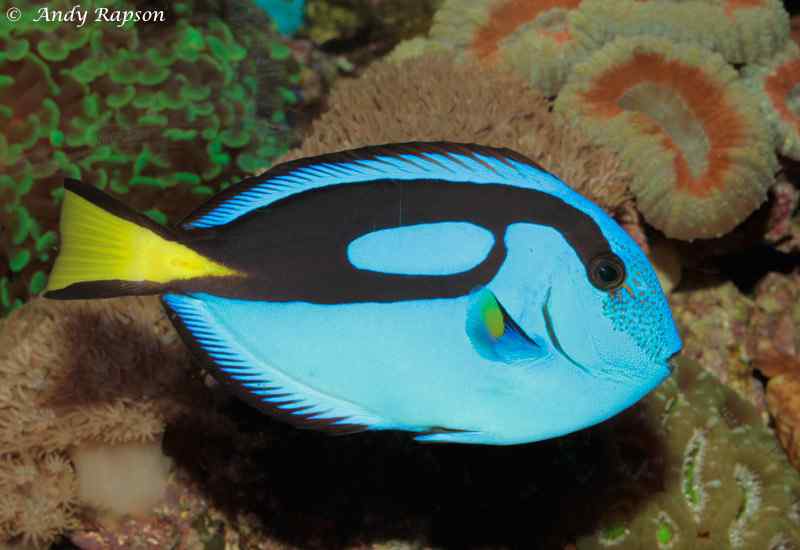 Paracanthhurus hepatus