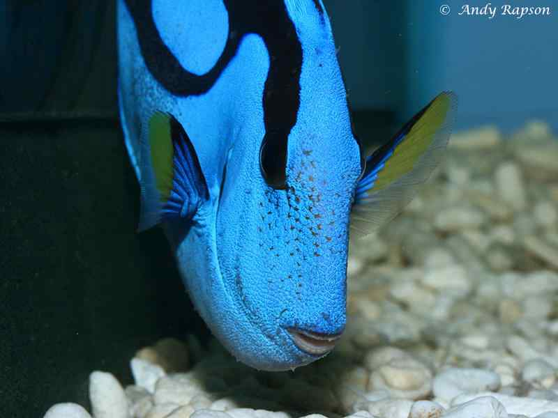 Paracanthhurus hepatus