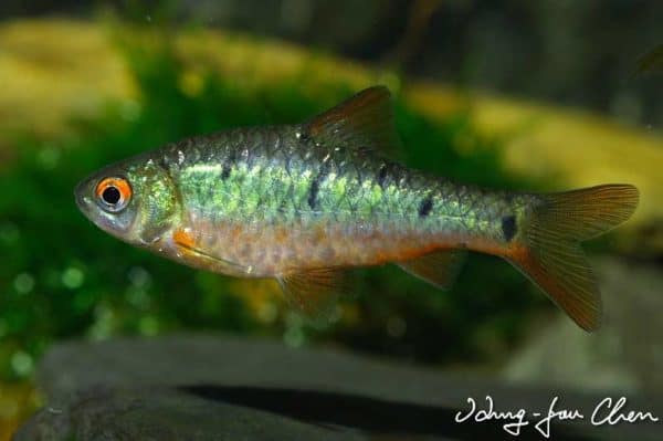Puntius semifasciolatus - Wildkleur