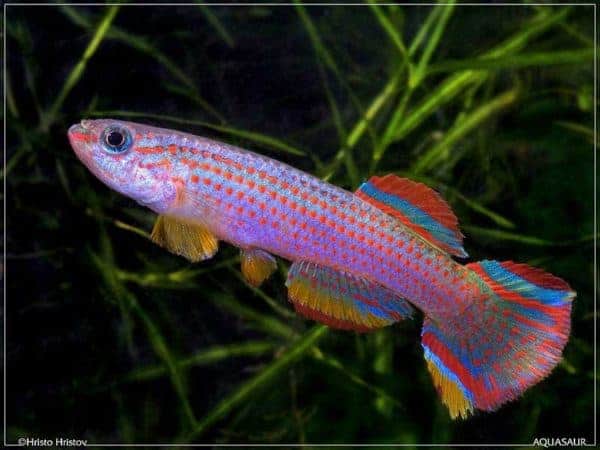 Aphyosemion striatum