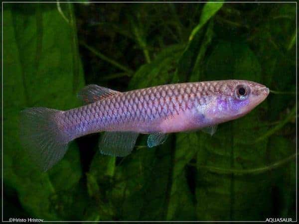 Aphyosemion striatum vrouw