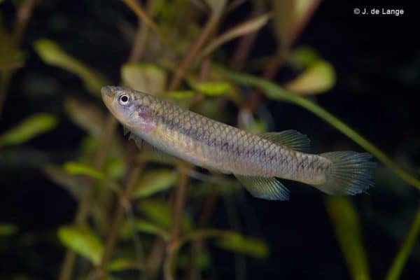 Aphyosemion striatum