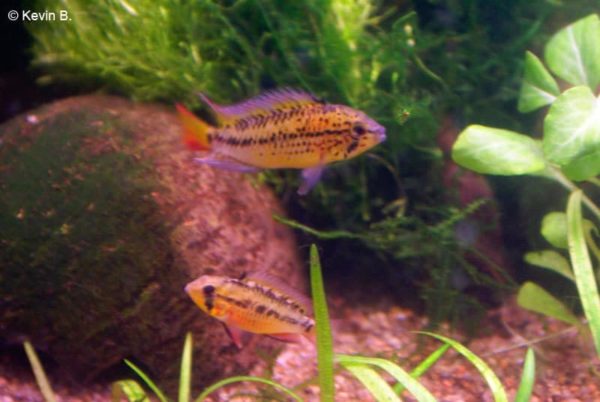 Apistogramma guttata - koppel