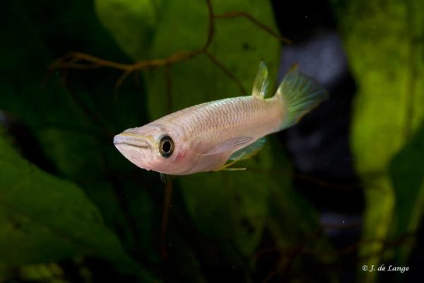 Aplocheilus lineatus - Gold