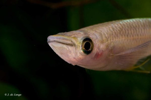 Aplocheilus lineatus - Gold