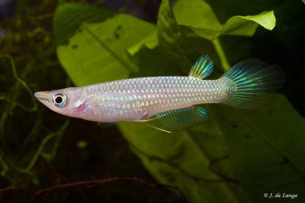 Aplocheilus lineatus - Gold