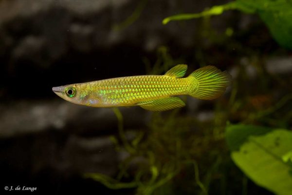 Aplocheilus lineatus - Gold