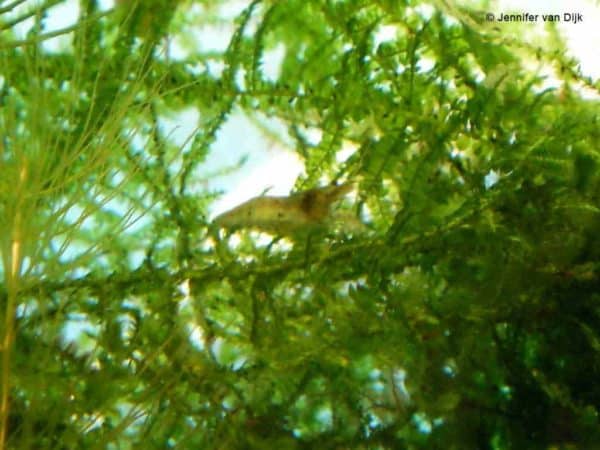 Caridina babaulti - Groene Babaulti Dwerggarnaal