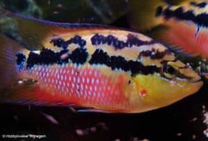 Trichromis salvini - Man